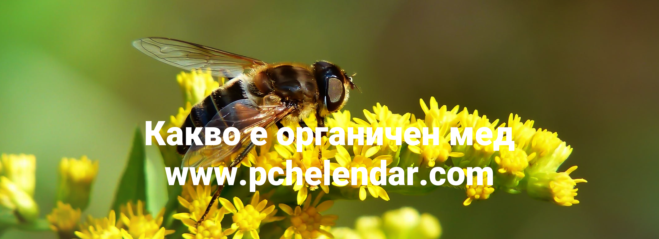 Какво е органичен мед