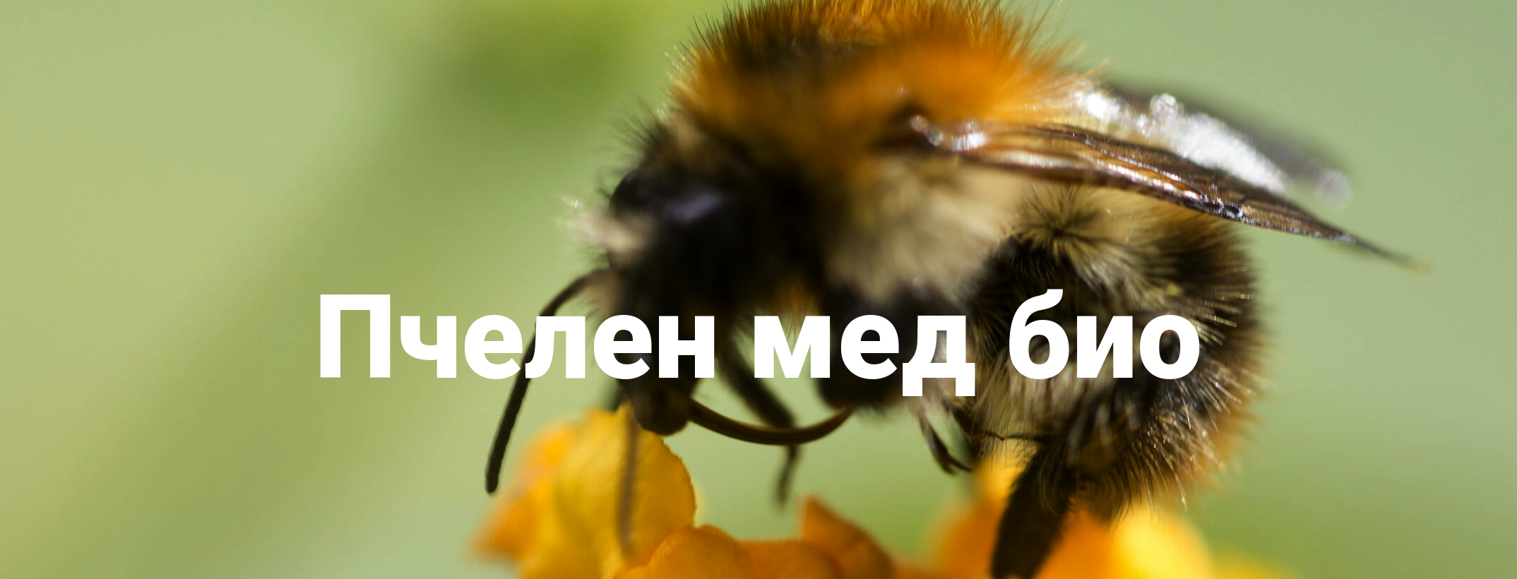 Пчелен мед био