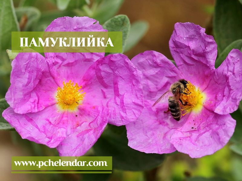 ПАМУКЛИЙКА